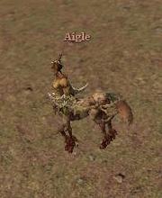 Aigle