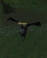 Bleege