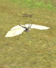 Ding