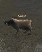 Garot
