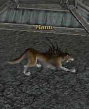Mann