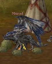 Murad