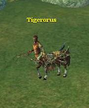 Tigerorus